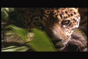Film - The Corporation - leopard